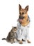 Cat and dog with stethoscope dressed as veterinarian