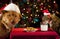 Cat and Dog taking over Santa\'s cookies and milk