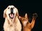 Cat and dog together, abyssinian kitten , golden retriever looks at right