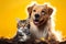 cat and dog together Animal friendship