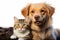 cat and dog together Animal friendship