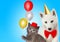 Cat and dog together with birthday party hats, Scottish kitten, Husky puppy. Blue background