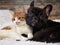 cat and dog together. Cute Pets. Portrait