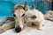 Cat and dog together on floor indoors. Fluffy friends. long hair cat kiss greyhound dog