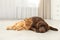 Cat and dog together looking at camera on floor. Fluffy friends