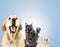 Cat and dog together, neva masquerade kitten, golden retriever looks at right