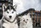 Cat and dog together , neva masquerade, siberian husky looks straight with city on the background