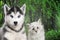 Cat and dog together , neva masquerade, siberian husky looks straight in front of green trees