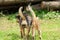 Cat and dog are walking next to each other with tails raised up.