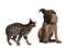 Cat and dog on white background