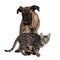 Cat and dog on white background