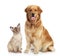 Cat and dog on a white background