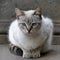 Cat - domestic cat sits ready to jump on a wall