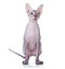 Cat of Don Sphynx breed