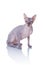 Cat of Don Sphynx breed