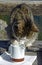 cat douse paw into a little milk jug
