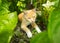 A cat dozing between tropical plants in the caribbean