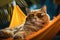 a cat dressed up in sunglasses is sleeping in a hammock,