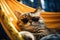 a cat dressed up in sunglasses is sleeping in a hammock,