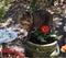 Cat drinking from a bird bath in a vibrant flower garden