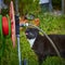 cat drinking from a dripping garden hose in the garden