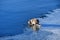 Cat drinking water from lake Uvildy in late autumn in clear weather, Chelyabinsk region, Russia