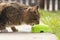 Cat drinks milk. beautiful cat eats on the street