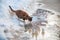 A cat drinks from a puddle with a reflection of the temple