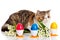 Cat with easter coloured eggs isolated on background