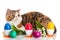 Cat with easter coloured eggs isolated on background