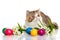 Cat with easter coloured eggs isolated on background colourful postcard