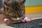 Cat eat meat on carpet in kichen