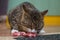 Cat eat meat on carpet in kichen