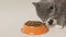 Cat Eating from Bowl. Young Cat Eats Food, Licking Tongue. Feline Feeding Isolated Neutral Background. Tabby Cat Eating