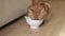 cat eating. Cute domestic animal. ginger cat enjoying food from a bowl.