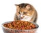 Cat eating dry food kibbles from an overloaded food dish