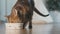 Cat eating dry granules food from its bowl closeup