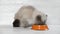 Cat Eating Food. Scottish Fold Gray Cat Eats Food from Orange Steel Bowl against White Wooden Wall. Close up. Hungry