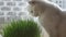The cat is eating grass. A domestic cat eats grass on a window on a sunny day. Feeding cats