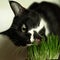 the cat is eating grass. hungry cat. green grass.