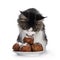 Cat eating oliebollen on white