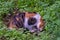 Cat eating pidgeon in the wood, greece