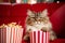 Cat eating popcorn and watching an exciting premiere of a new movie in cinema