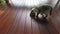 Cat eating, siamese brown cat walking in and start eating his food from a bowl on the floor of wooden balcony.