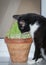 A cat eating sprouted barley cat grass. A dietary supplement for felines.