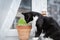 A cat eating sprouted barley cat grass. A dietary supplement for felines.