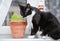 A cat eating sprouted barley cat grass. A dietary supplement for felines.