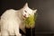 Cat eating wheat grass