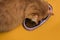 Cat eats from a bowl, top view. Cat Food Concept. Hungry ginger cat eating from a bowl on orange background