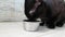 The cat eats dry food fluffy kitten funny hungry dinner slow-motion from the plate